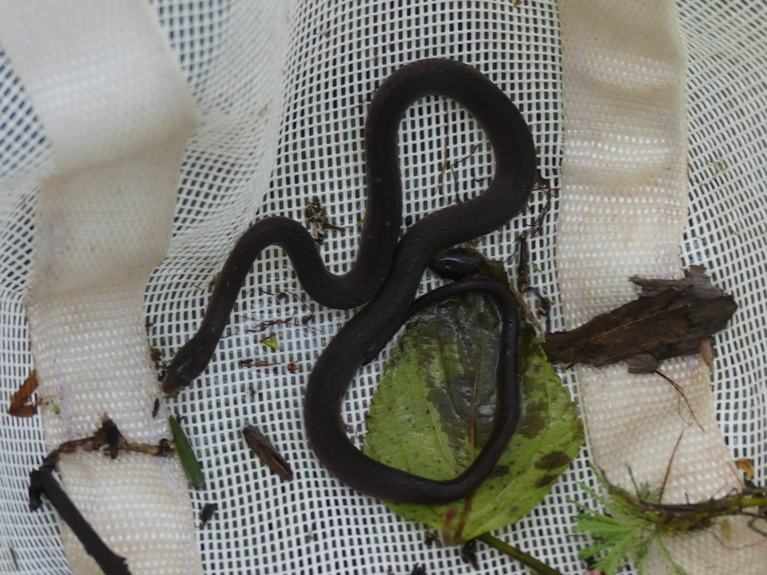 African Marsh Snake
