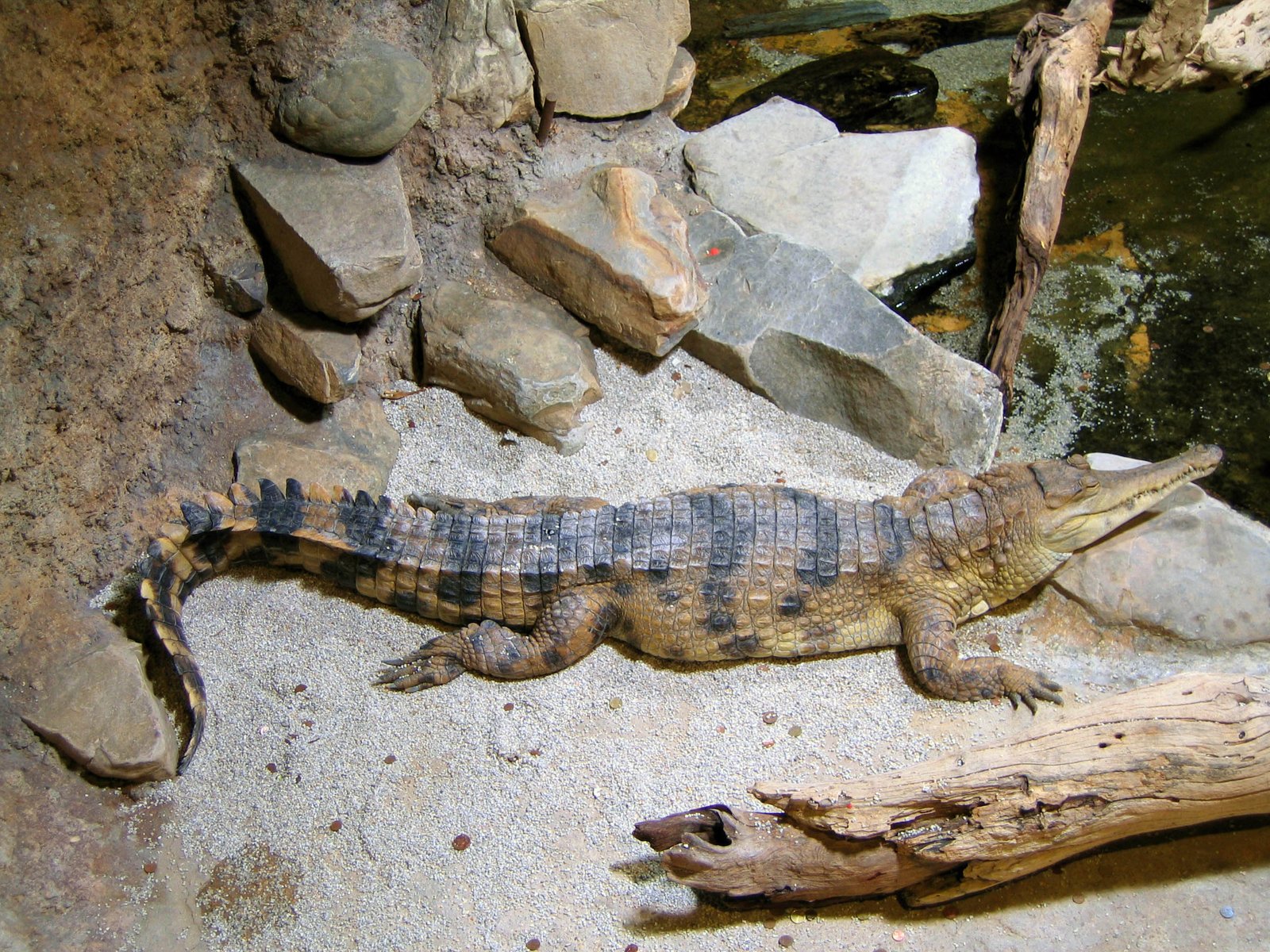African Slender-snouted Crocodile