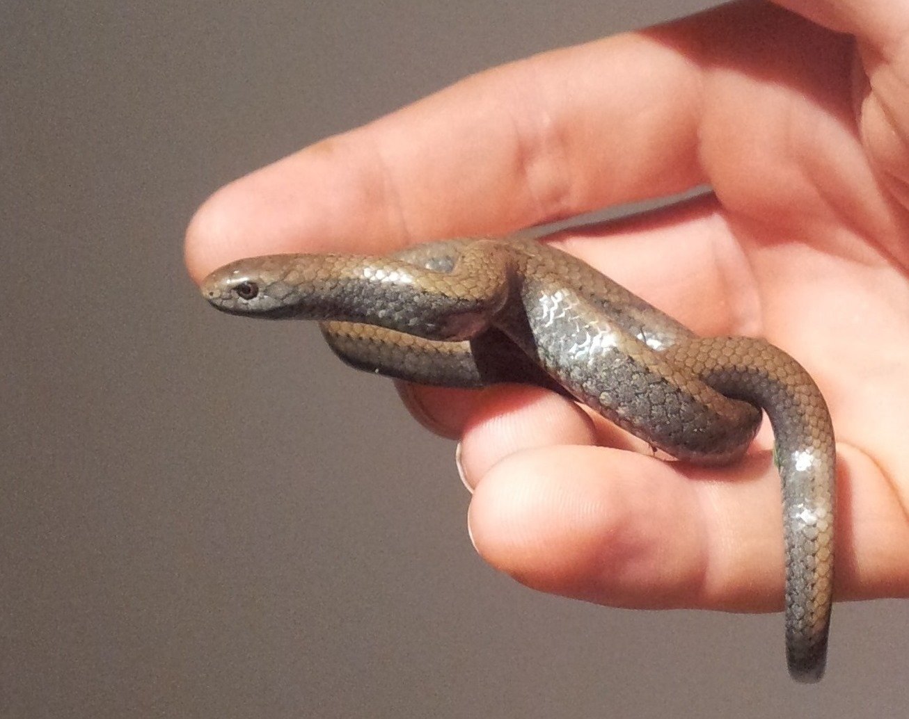 African Slug-eating Snakes