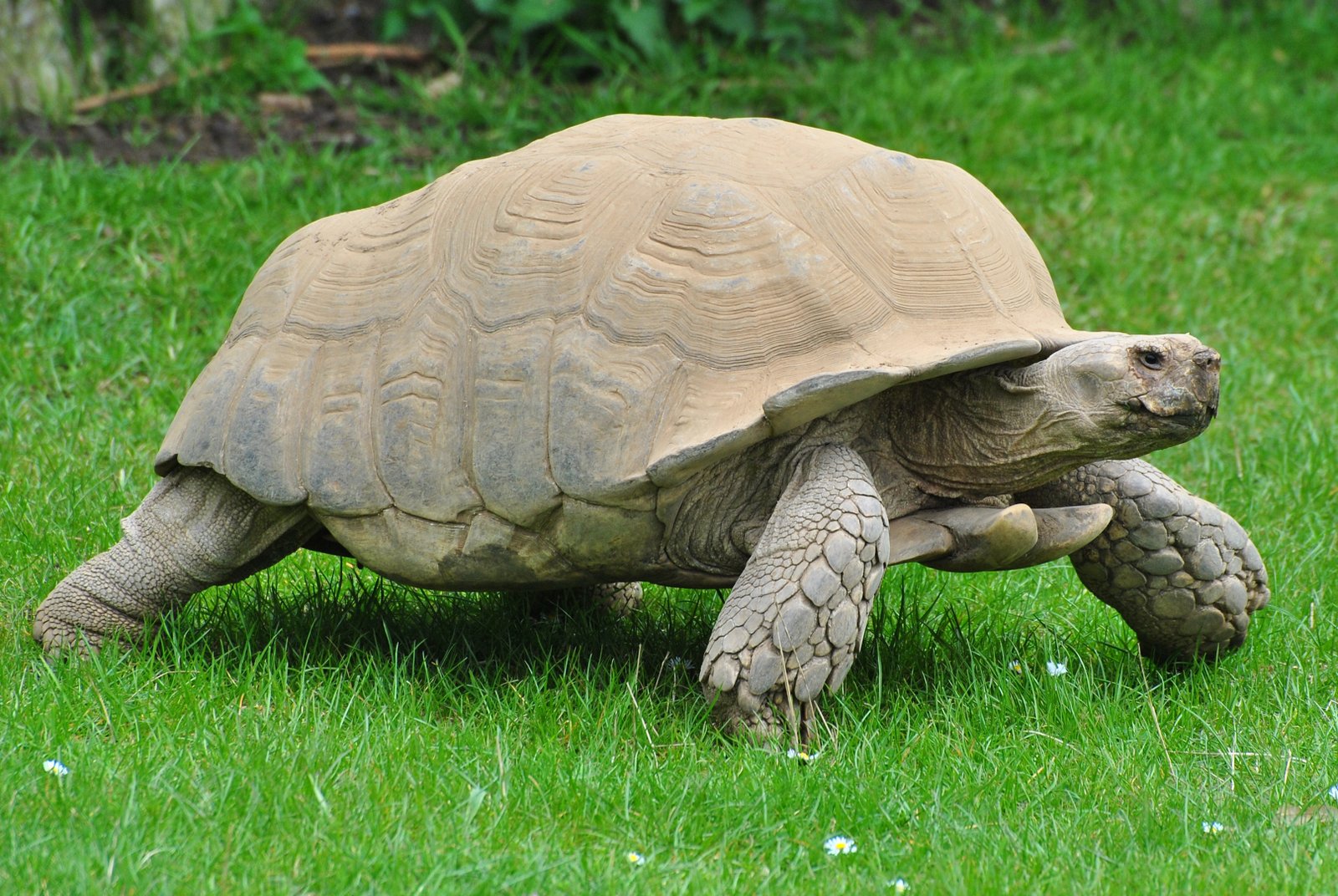 African Spurred Tortoise