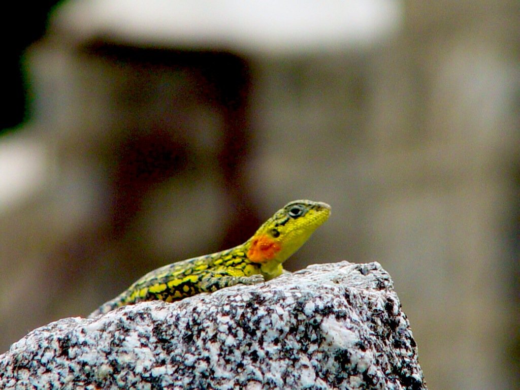 African Thread Snake