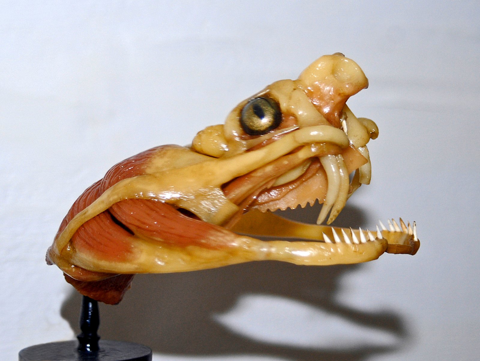 African Twig Snakes