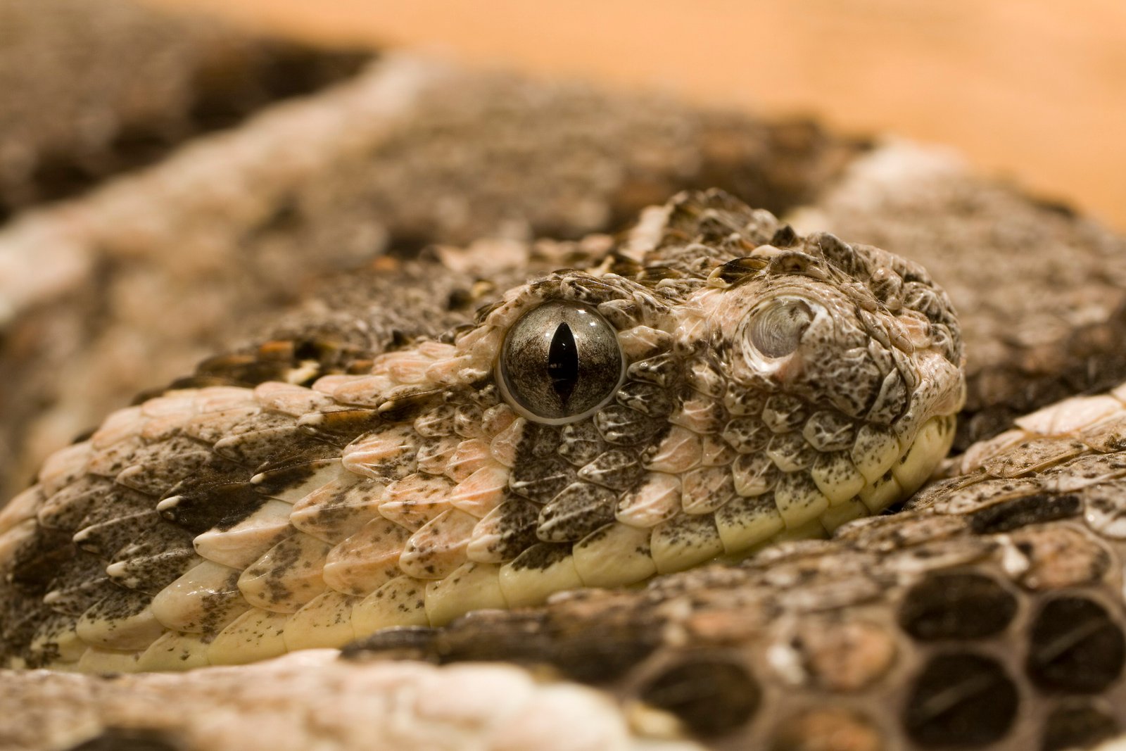 Albany Adder