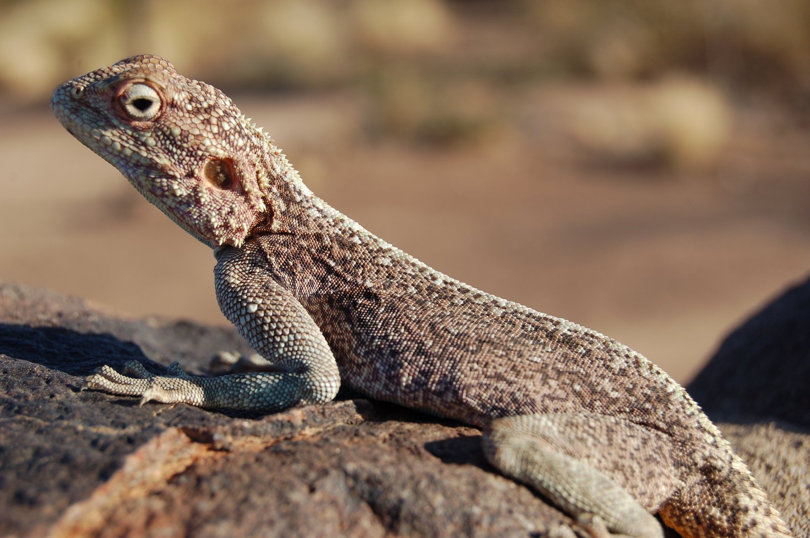 Anchieta's Agama