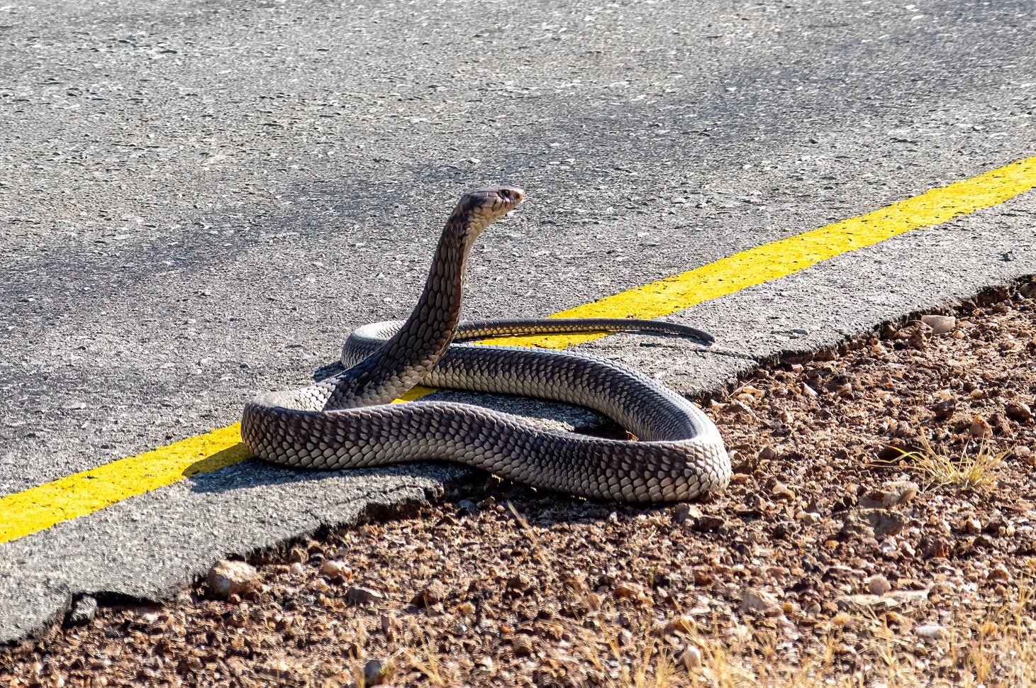 Anchieta's Cobra