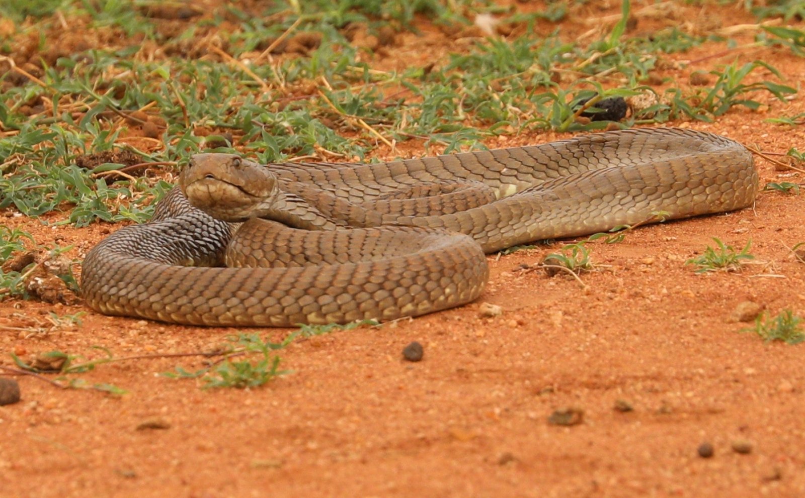 Ashe's Spitting Cobra