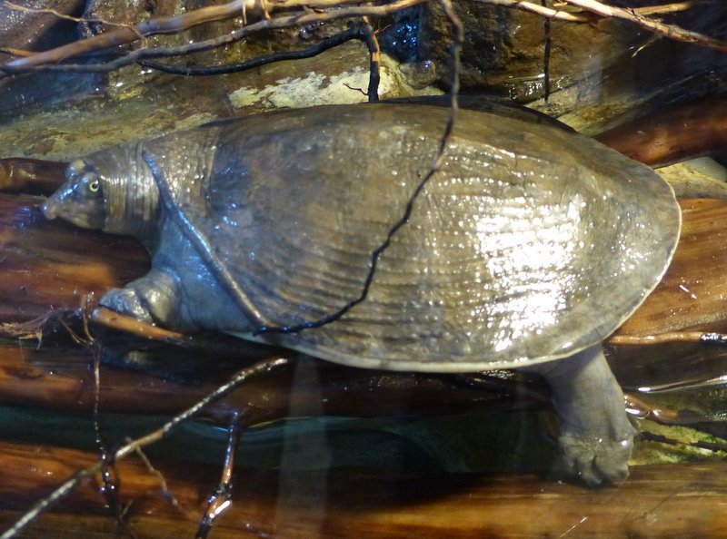 Aubry's Flapshell Turtle