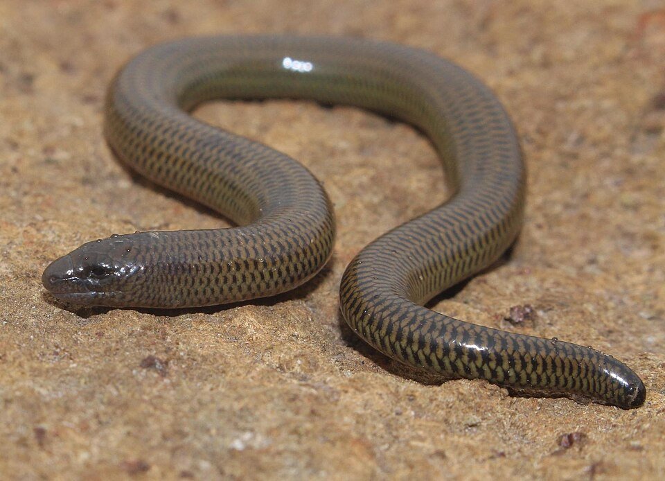 Böhme's Legless Skink