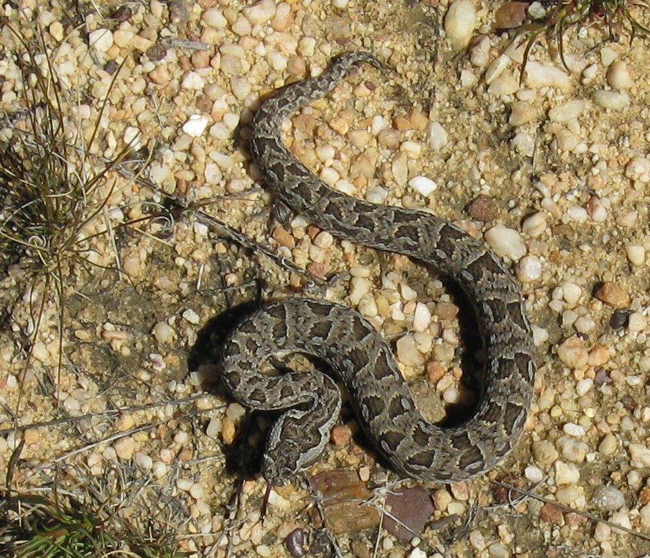 Berg Adder