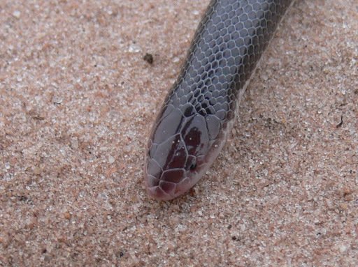 Bibron's Stiletto Snake