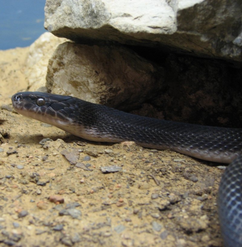 Black House Snake
