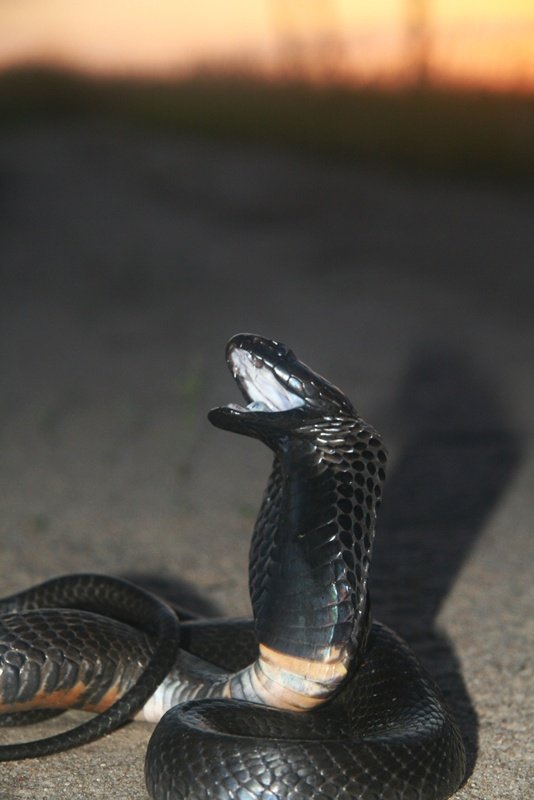 Black-necked Spitting Cobra