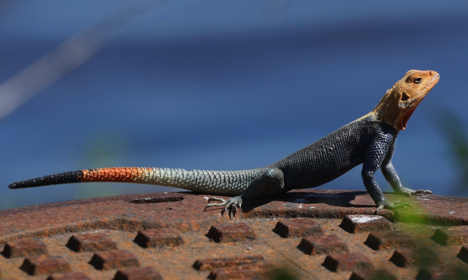 Blue-headed Agama