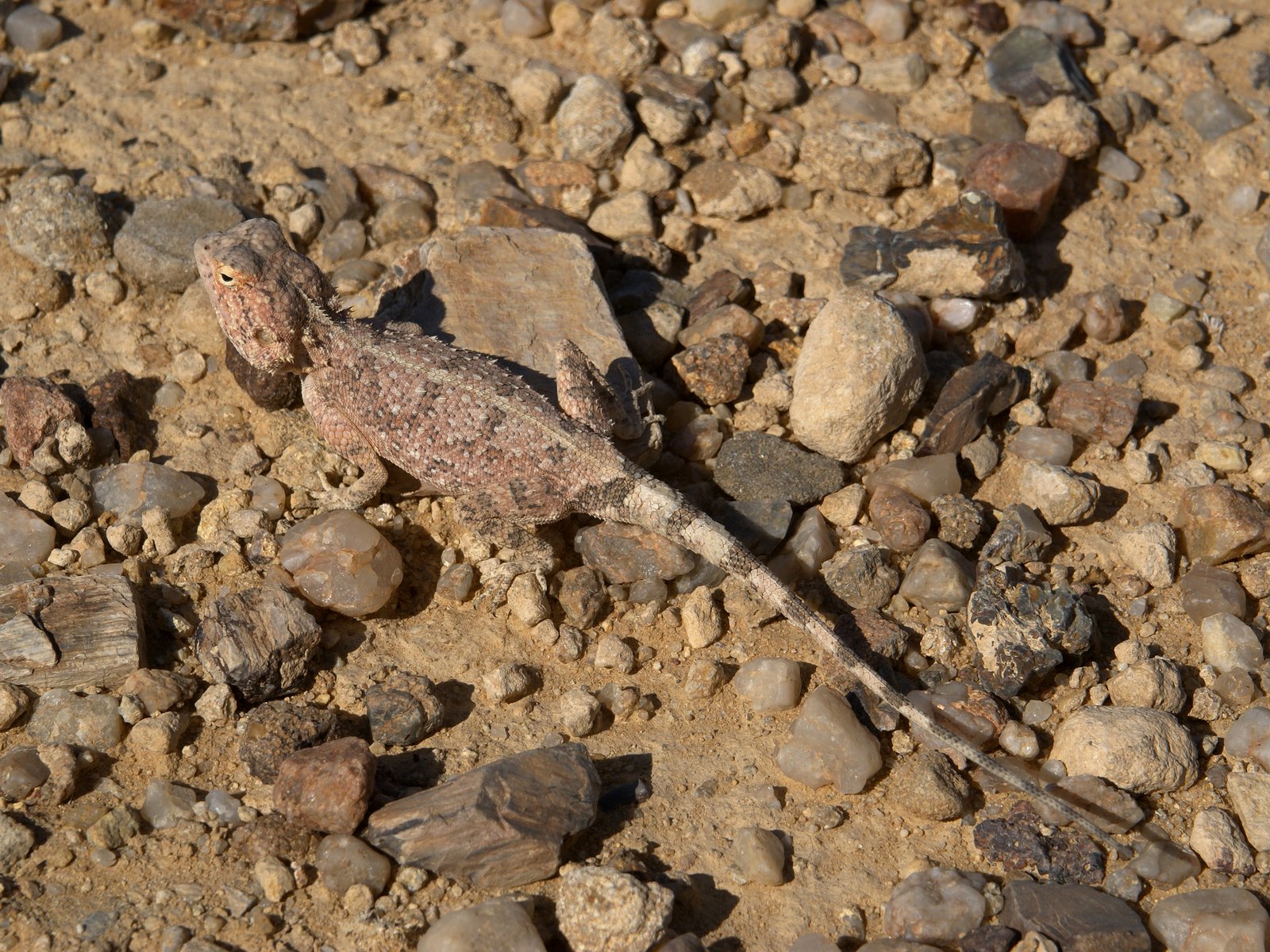 Blue-throated Agama