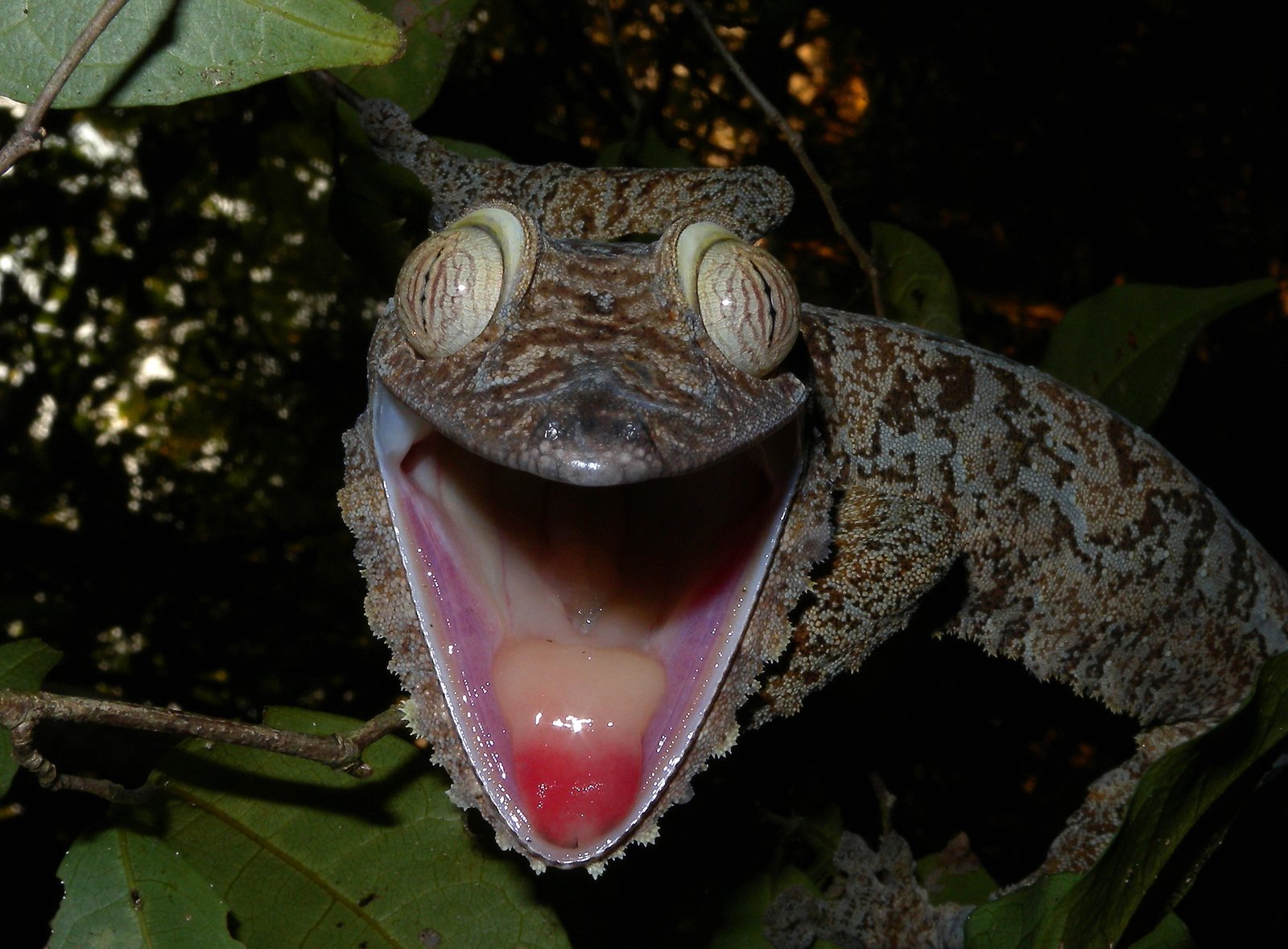 Broad-tailed Leaf-tailed Gecko