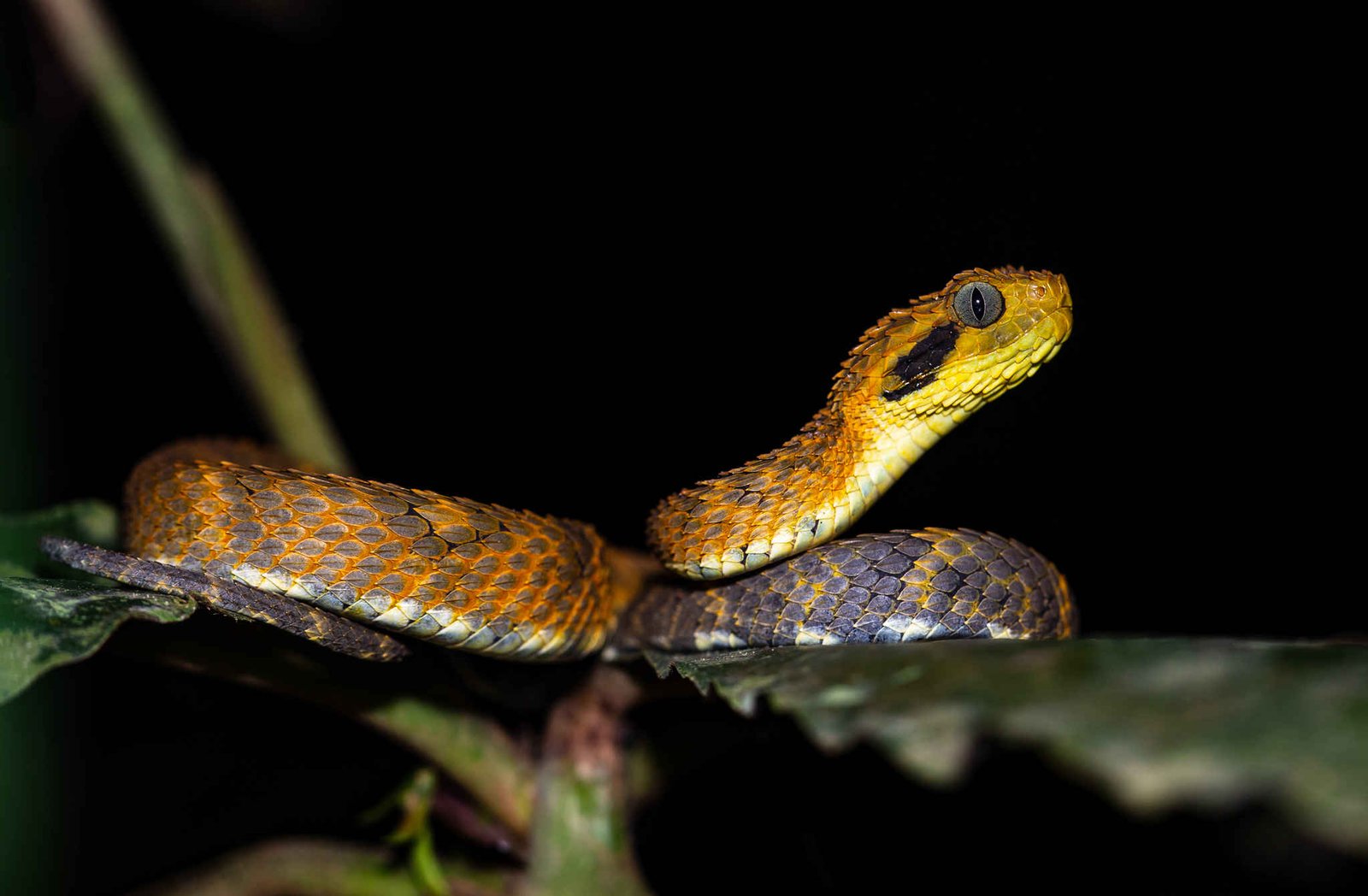 Broadley's Bush Viper