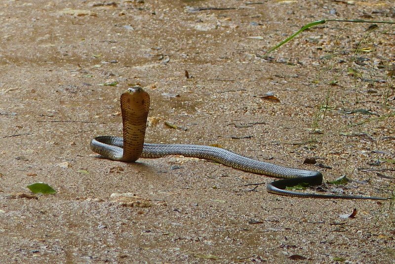 Brown Forest Cobra