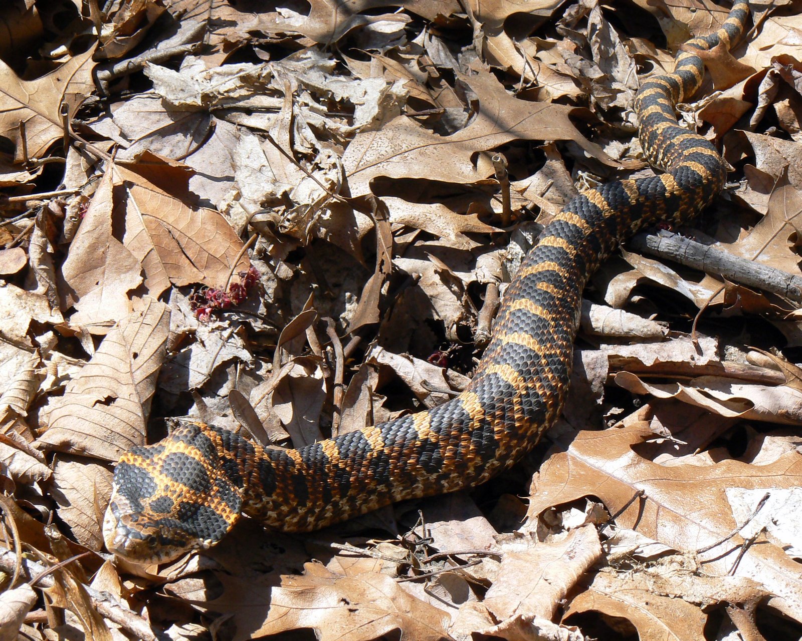 Burrowing Adders