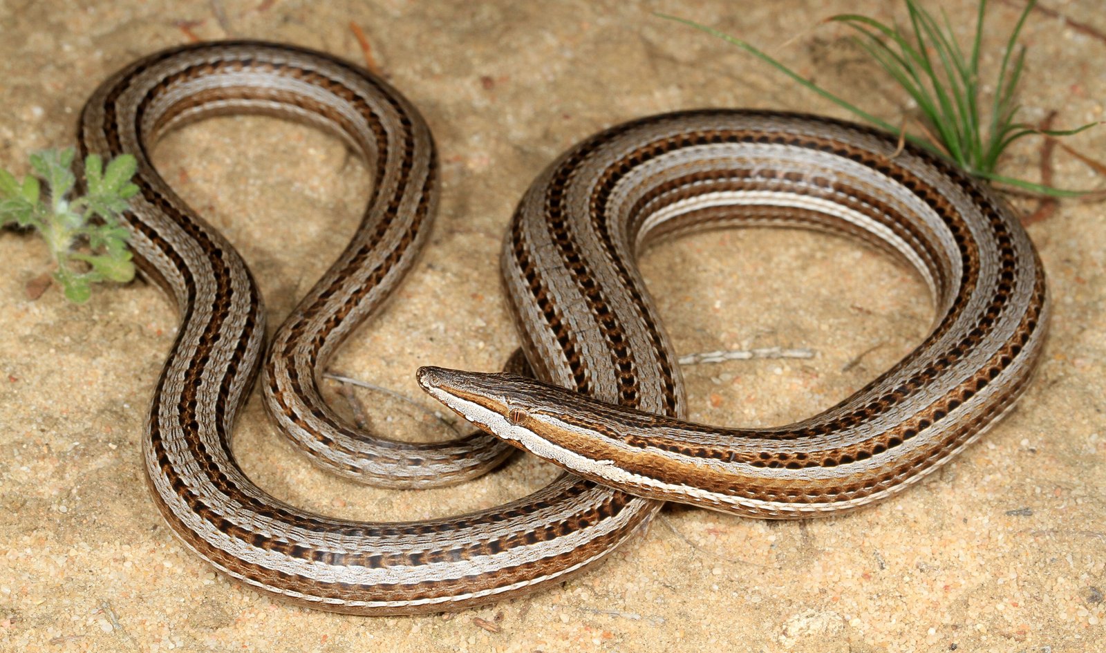 Burton's Legless Lizard