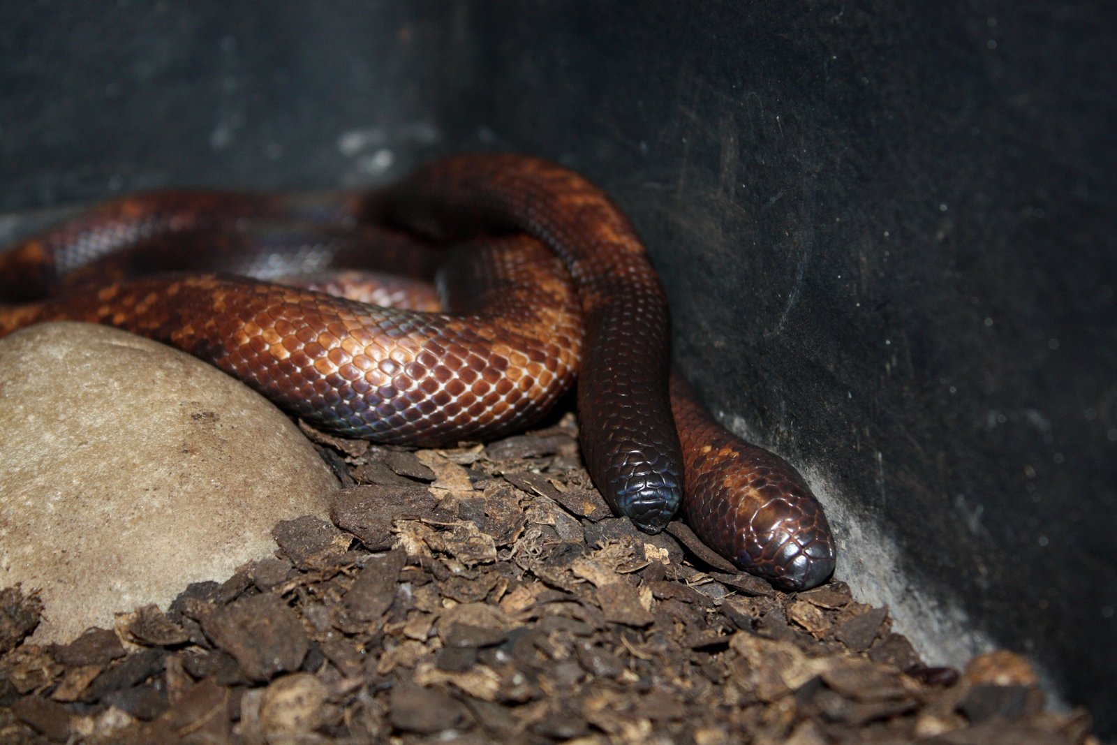 Calabar Ground Python