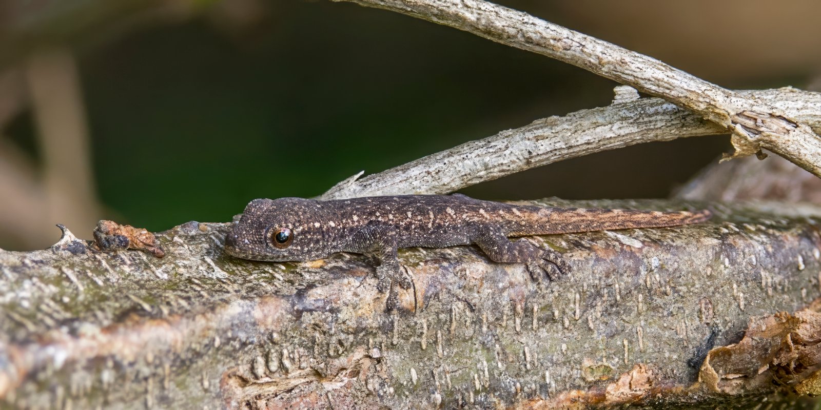 Cape Dwarf Geckos