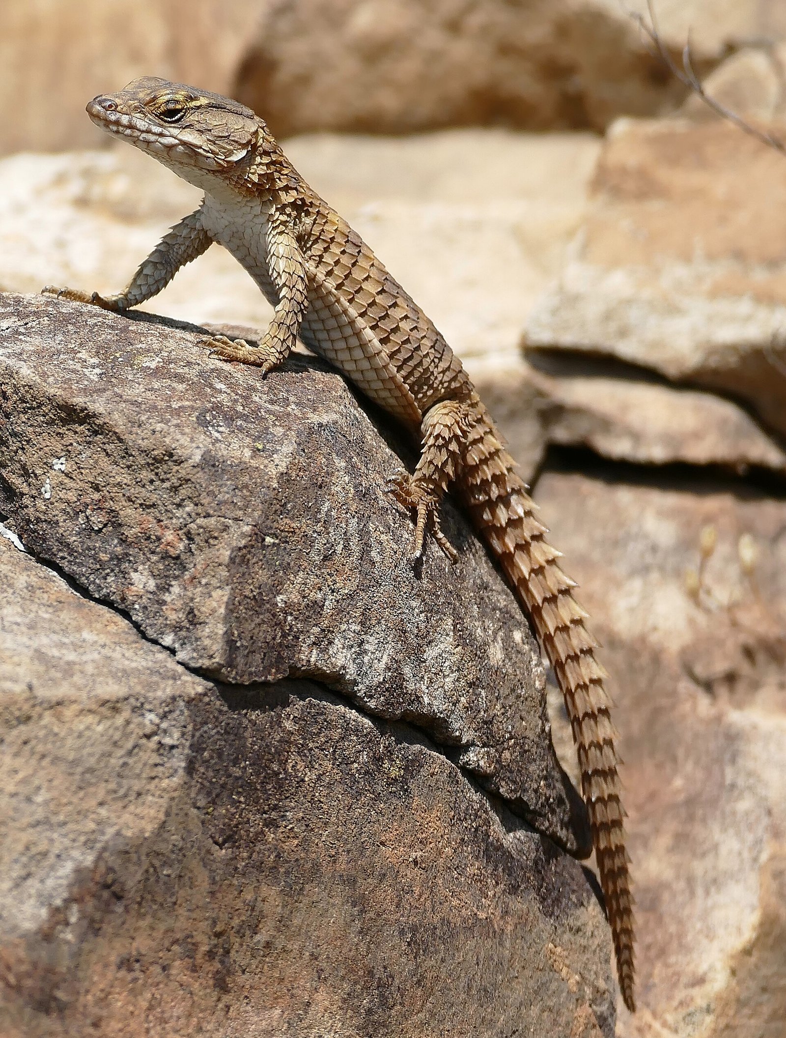Cape Girdled Lizard