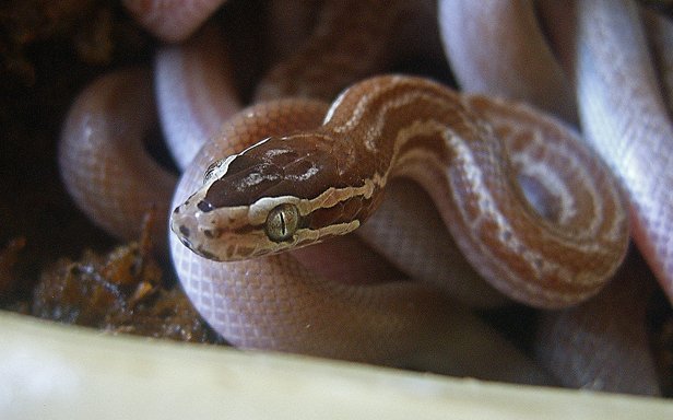 Cape House Snake