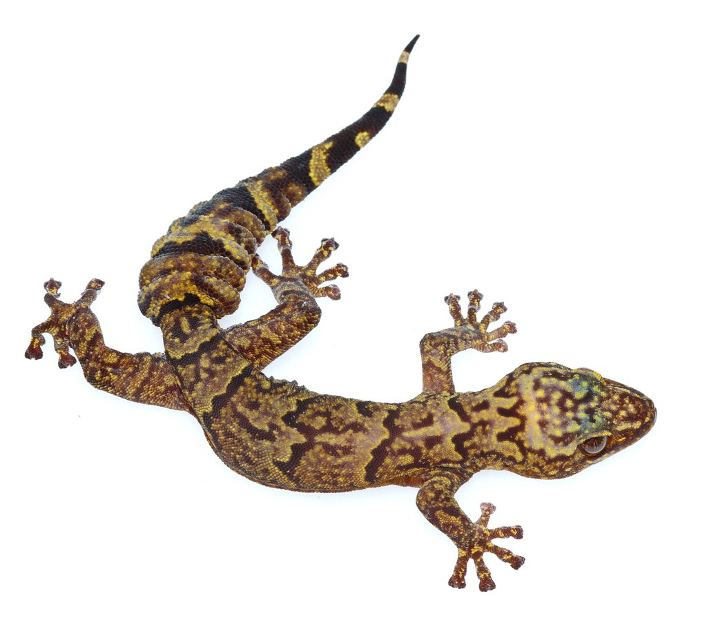 Cape Rock Gecko