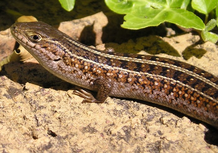 Cape Skink