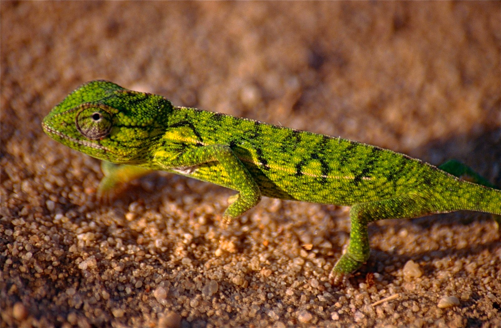Carpet Chameleon