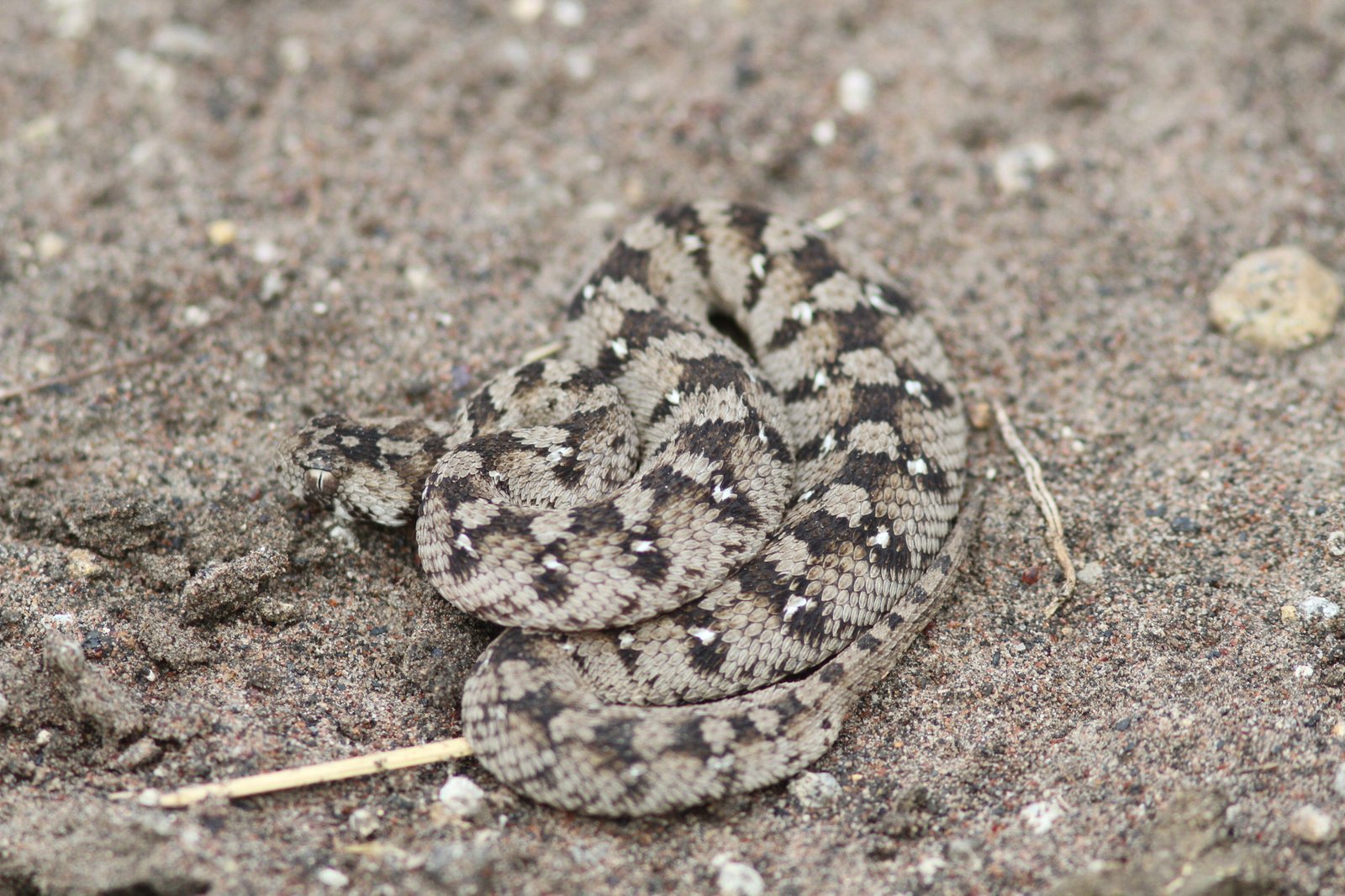 Carpet Viper