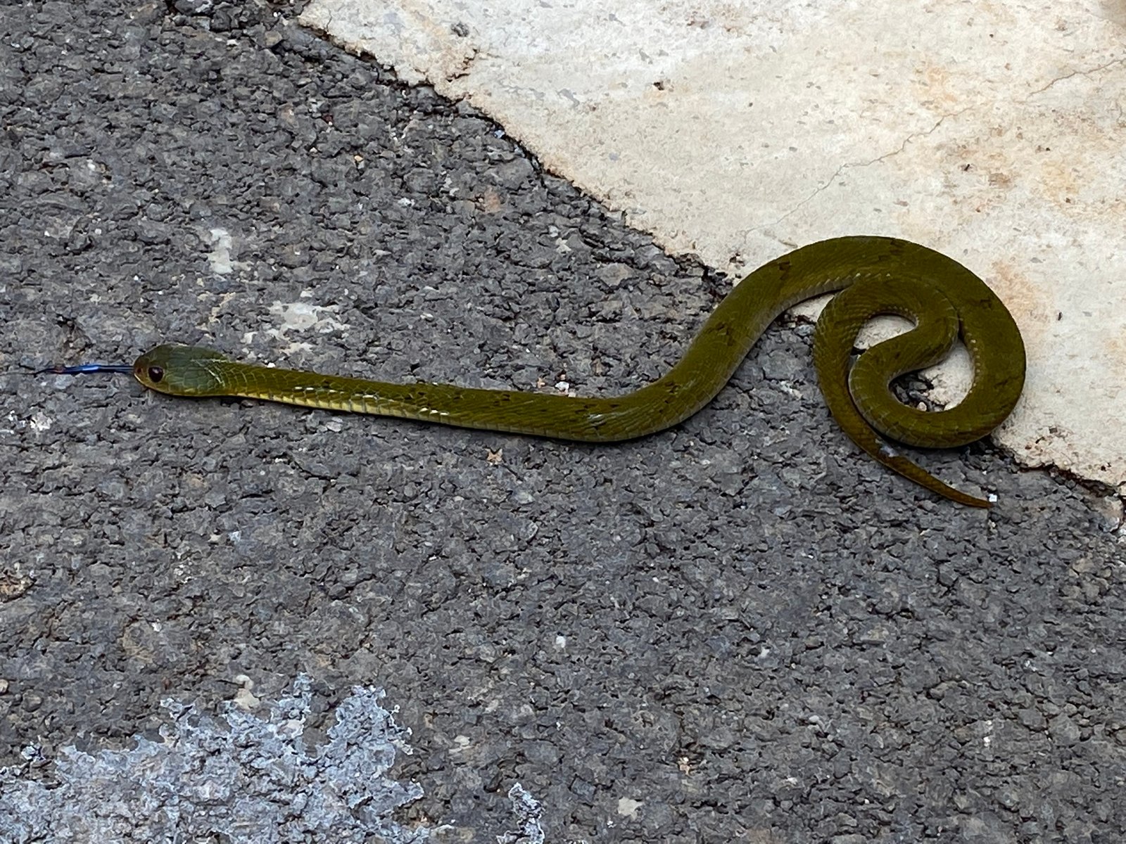 Central African Night Adder