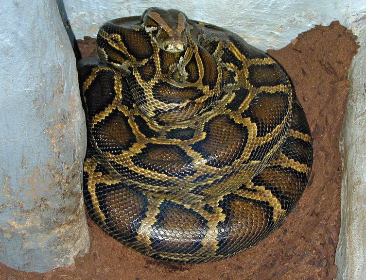 Central African Python