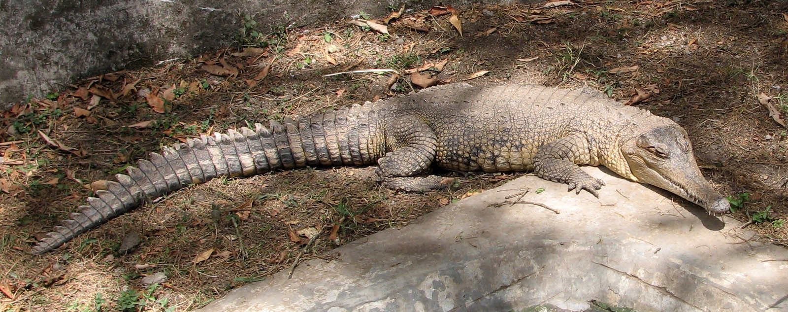 Central African Slender-snouted Crocodile