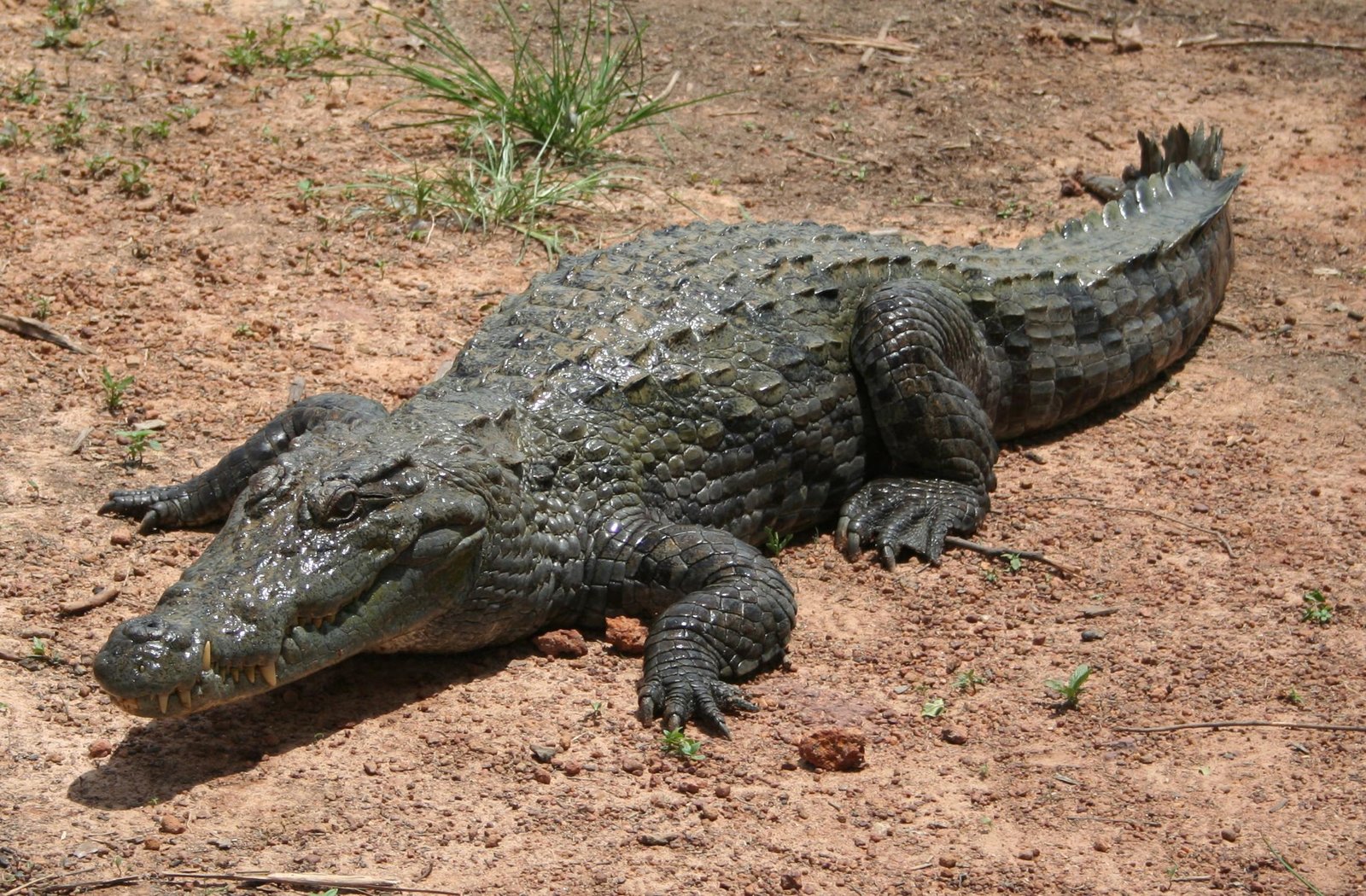 Coastal Crocodilians