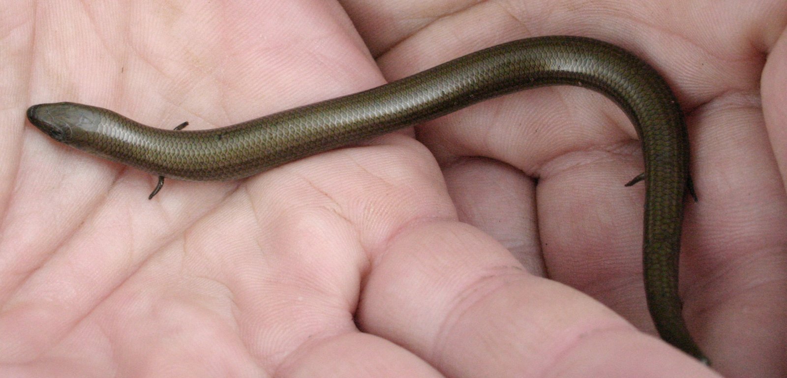 Common Chalcides