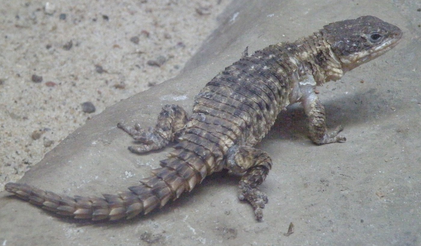 Common Girdled Lizard