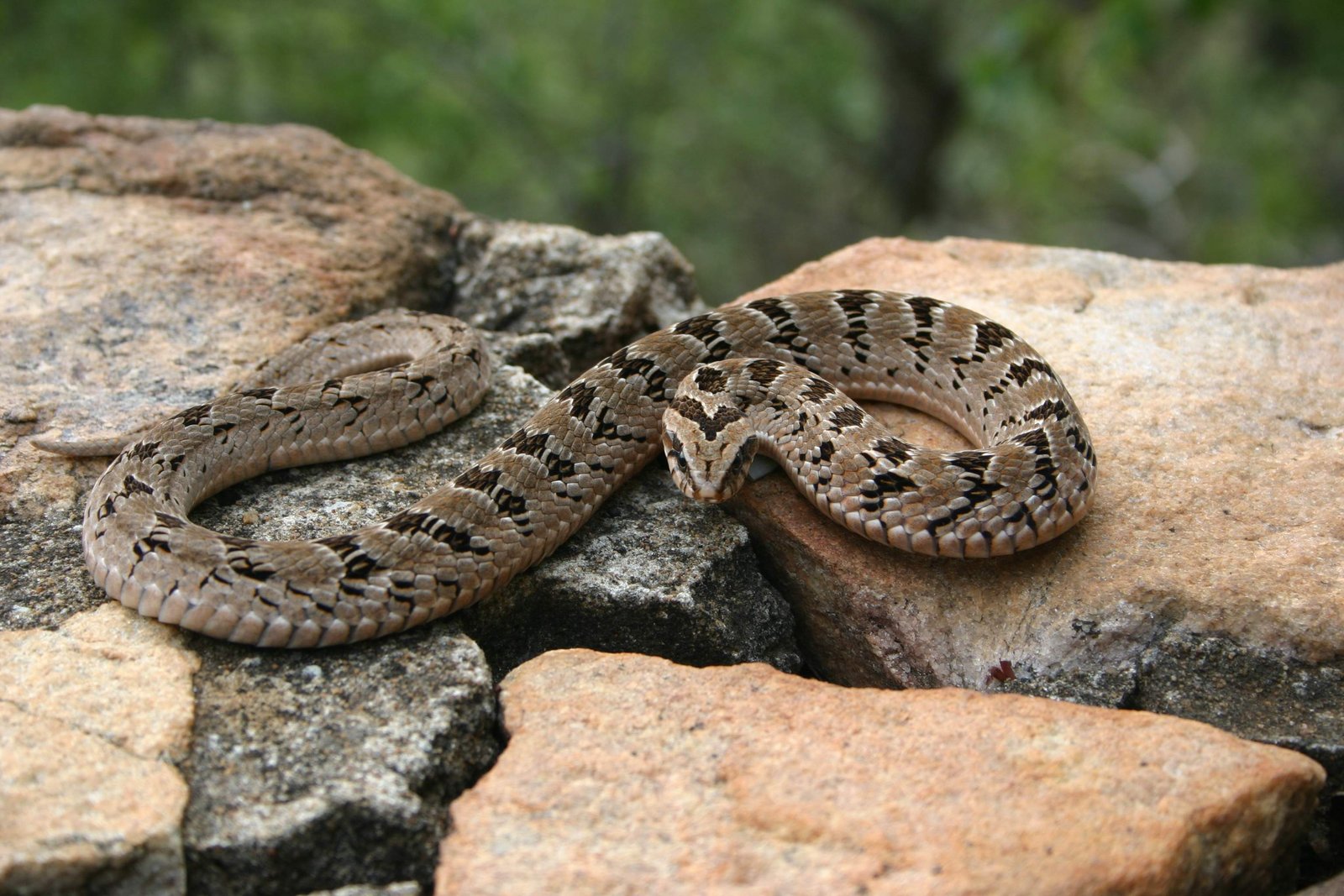 Common Night Adder