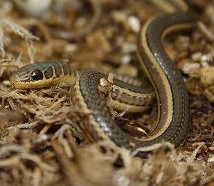 Common Sand Snake