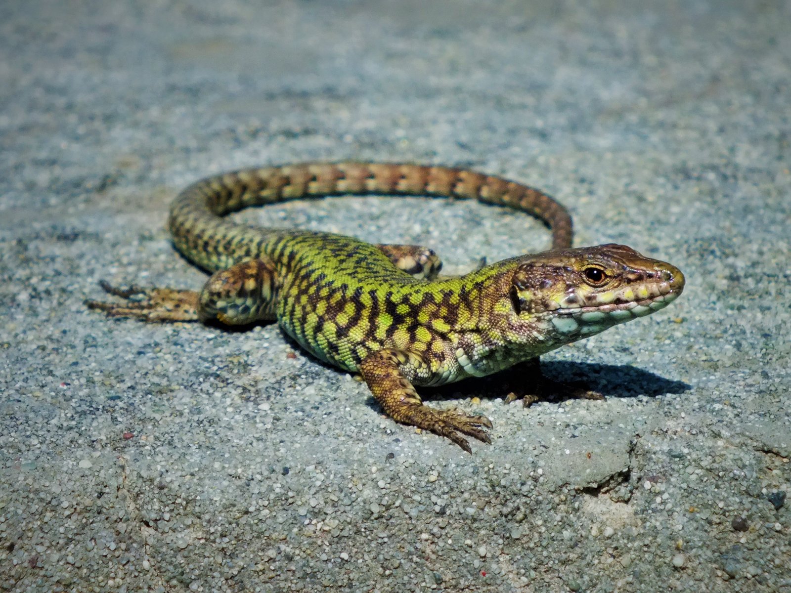 Common Wall Lizard