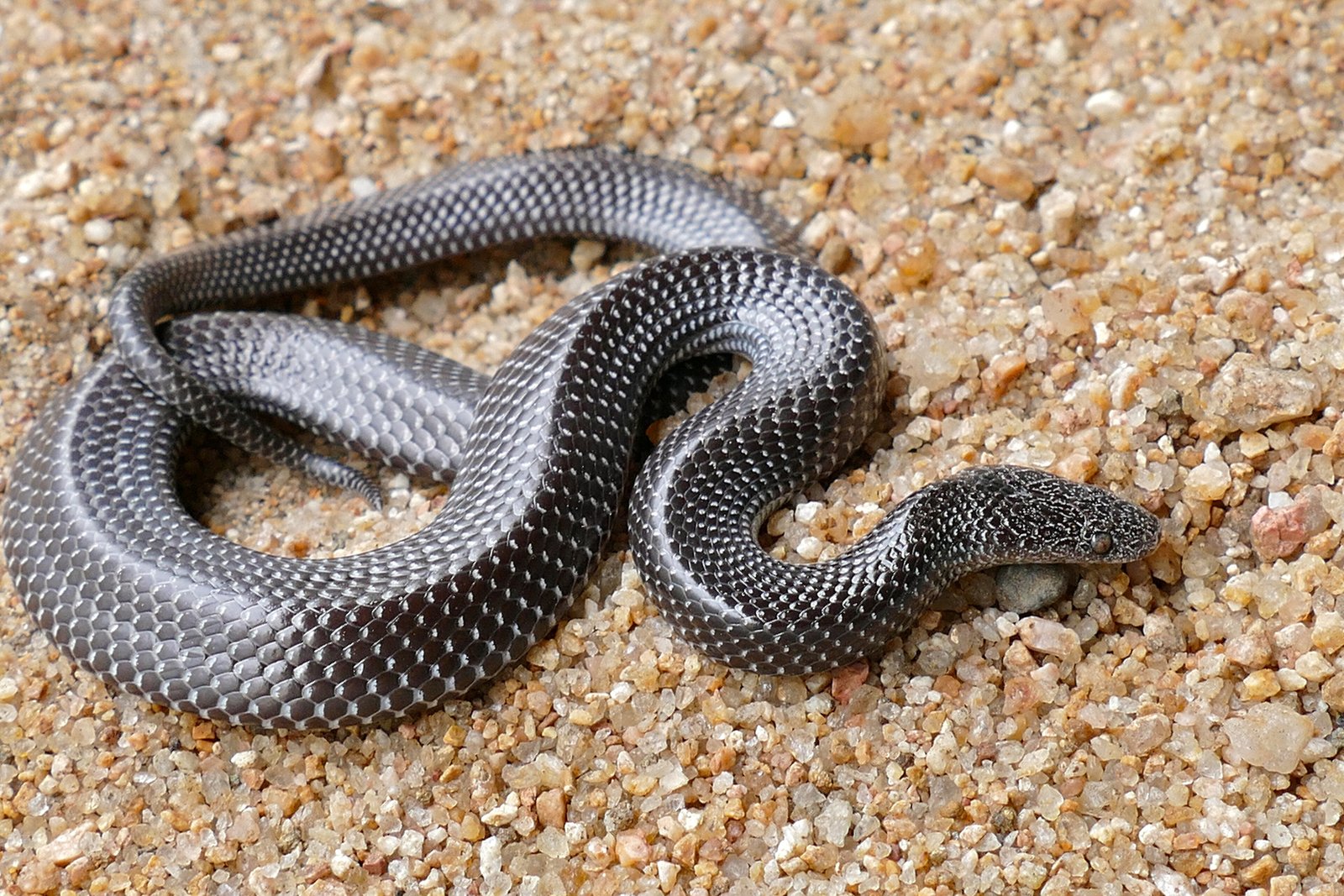 Common Wolf Snake
