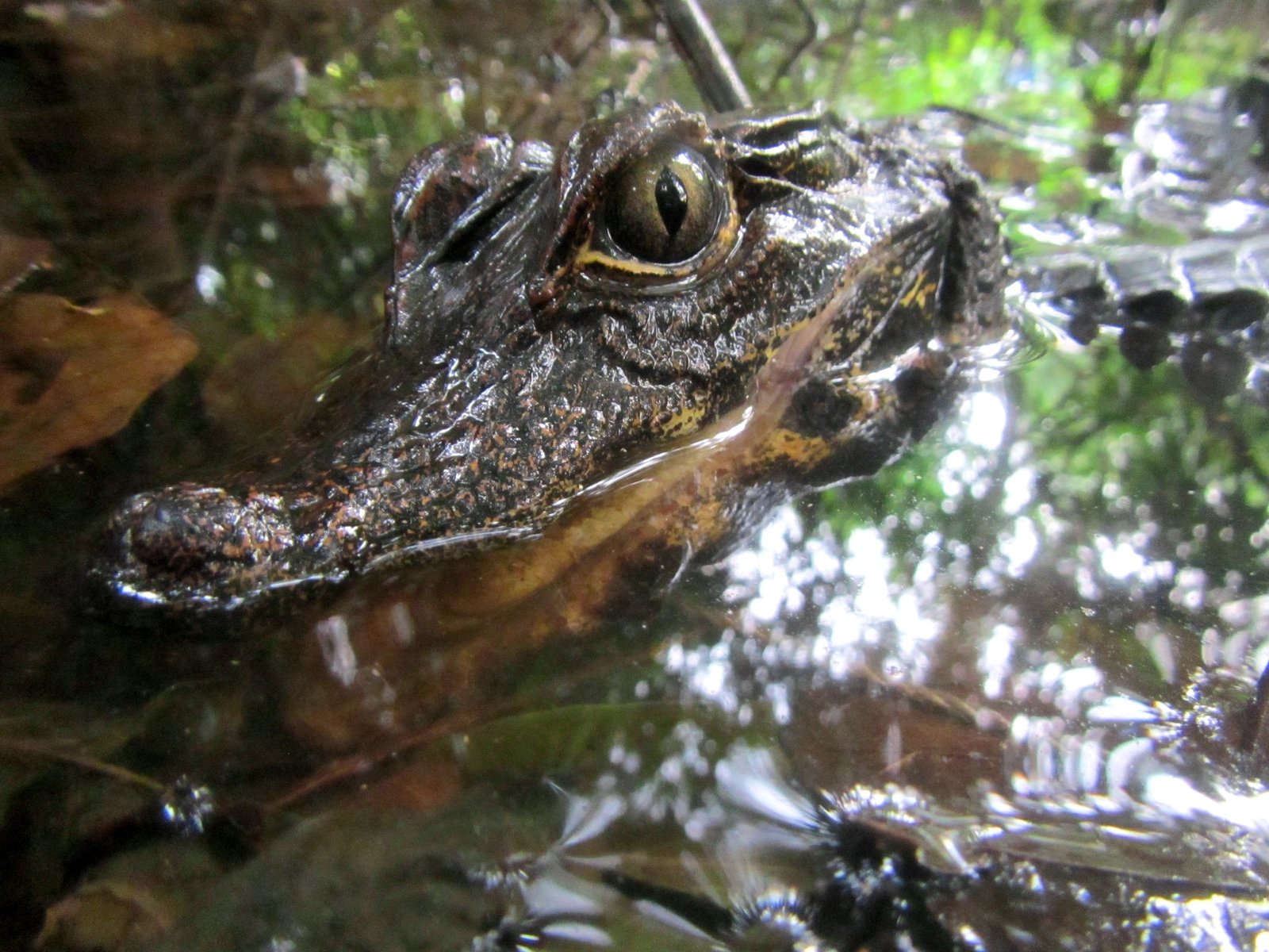 Congo Dwarf Crocodile