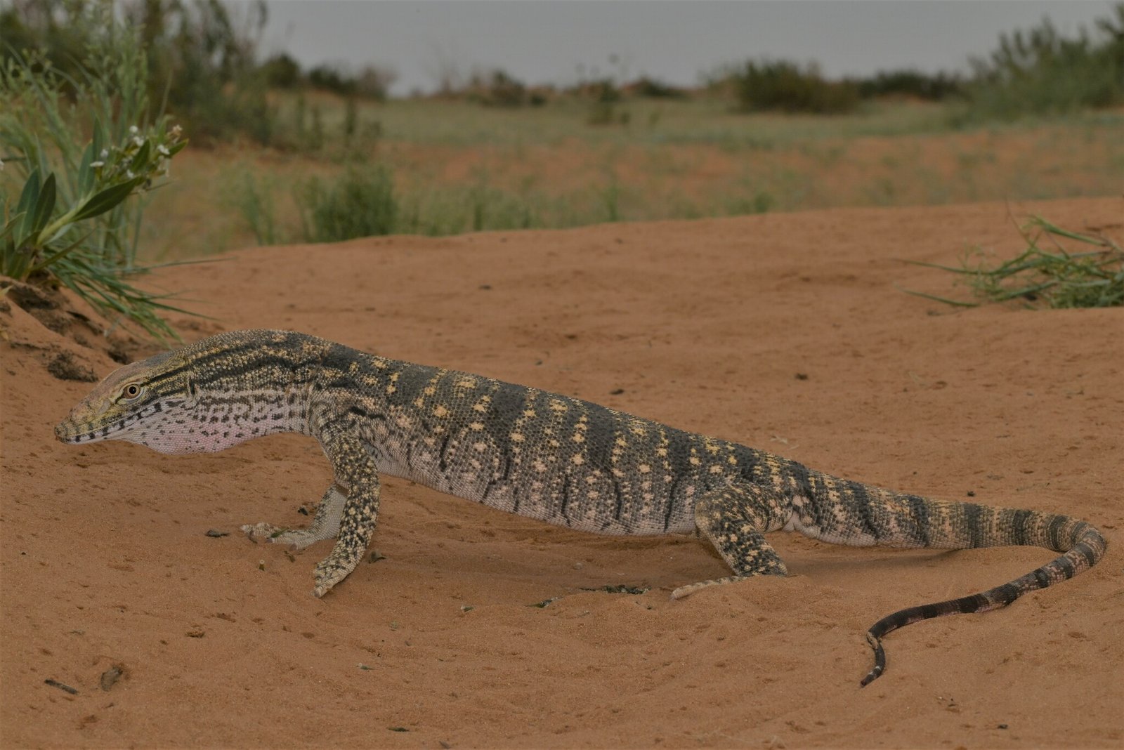 Desert Monitor