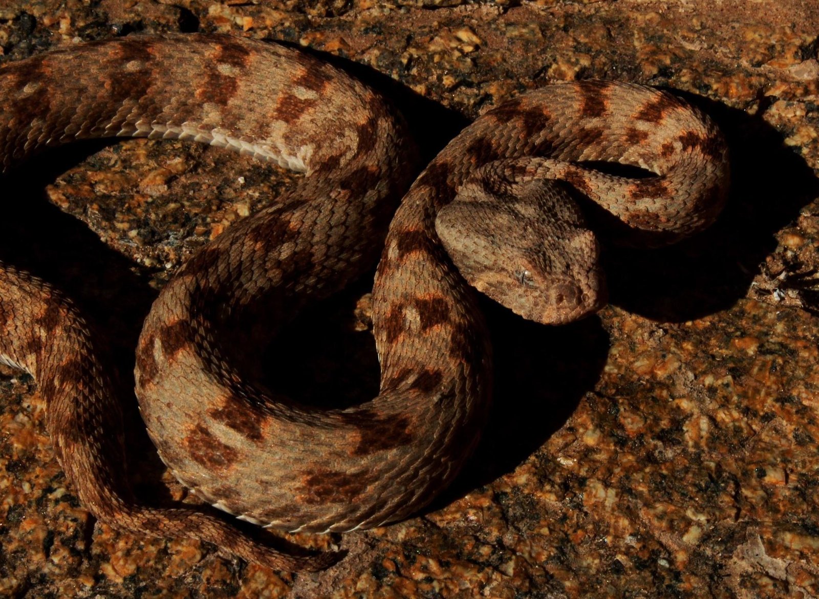 Desert Mountain Adder
