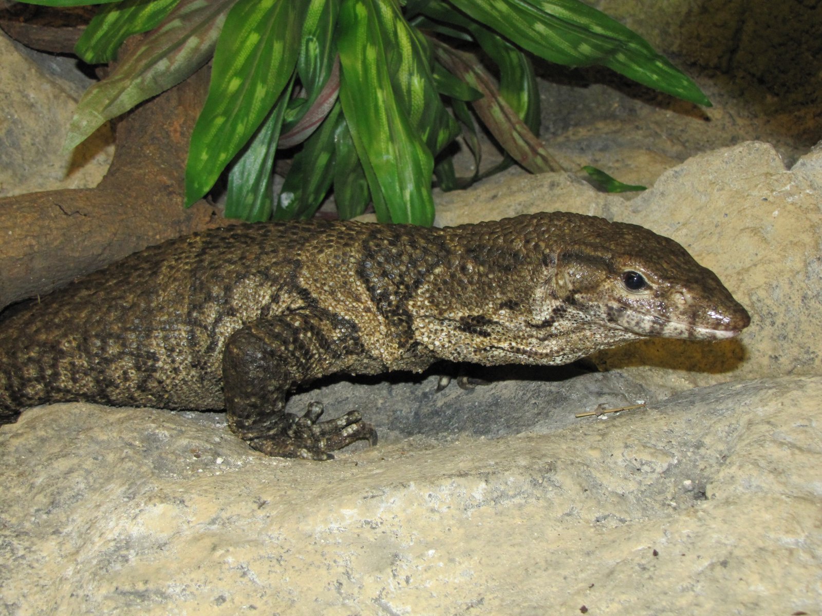 Dumeril's Monitor