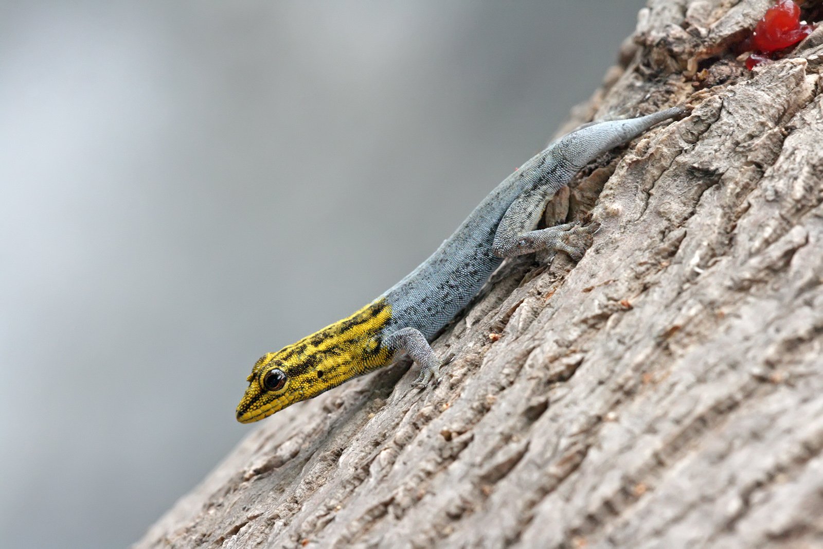East African Dwarf Geckos