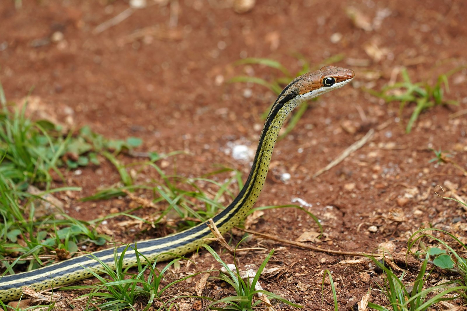 East African Sand Lizards