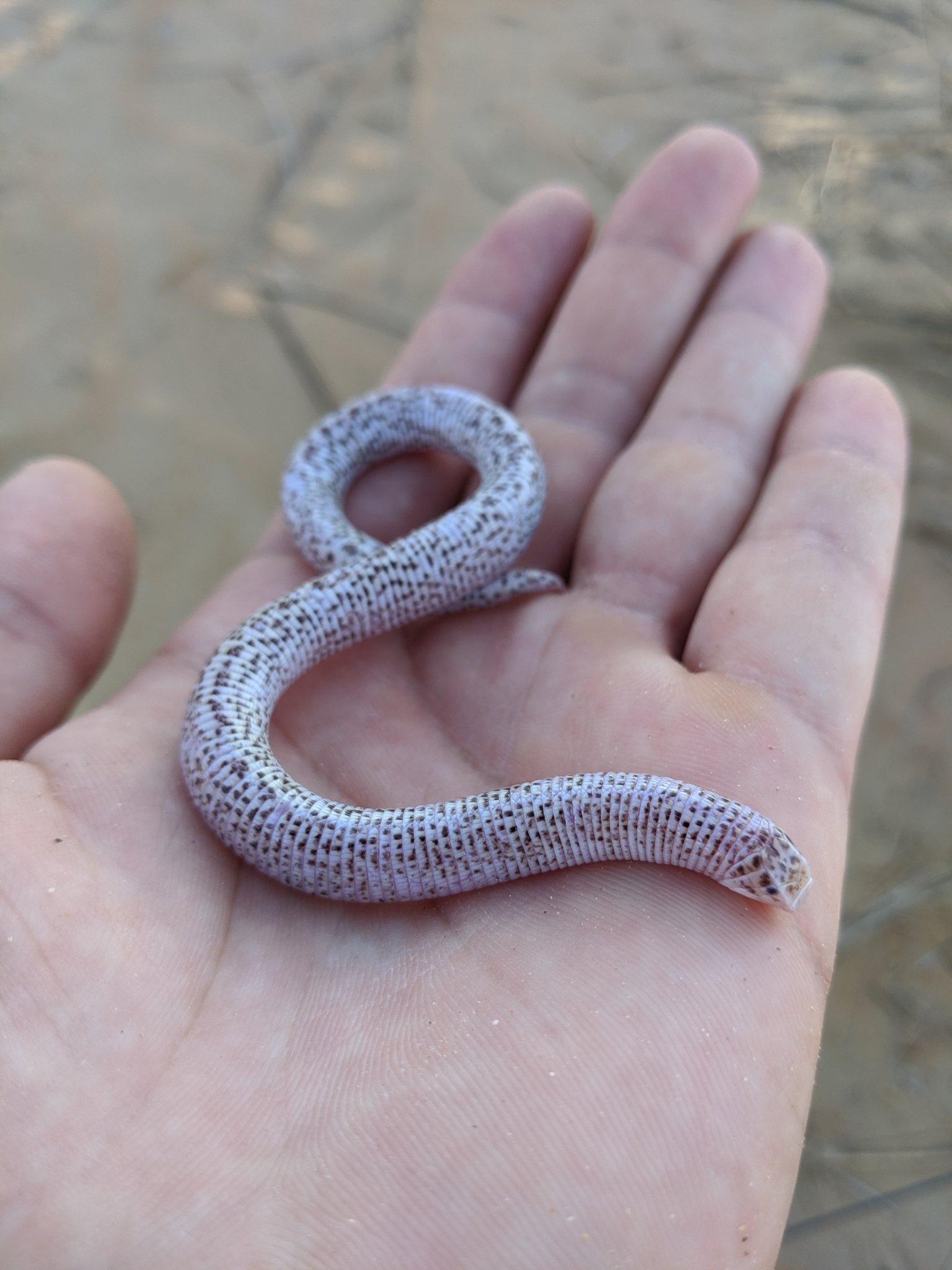 East African Worm Lizards