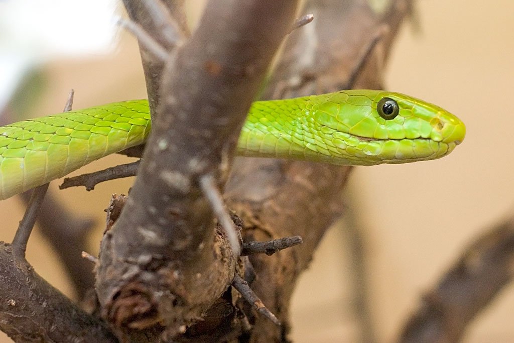 Eastern Green Mamba