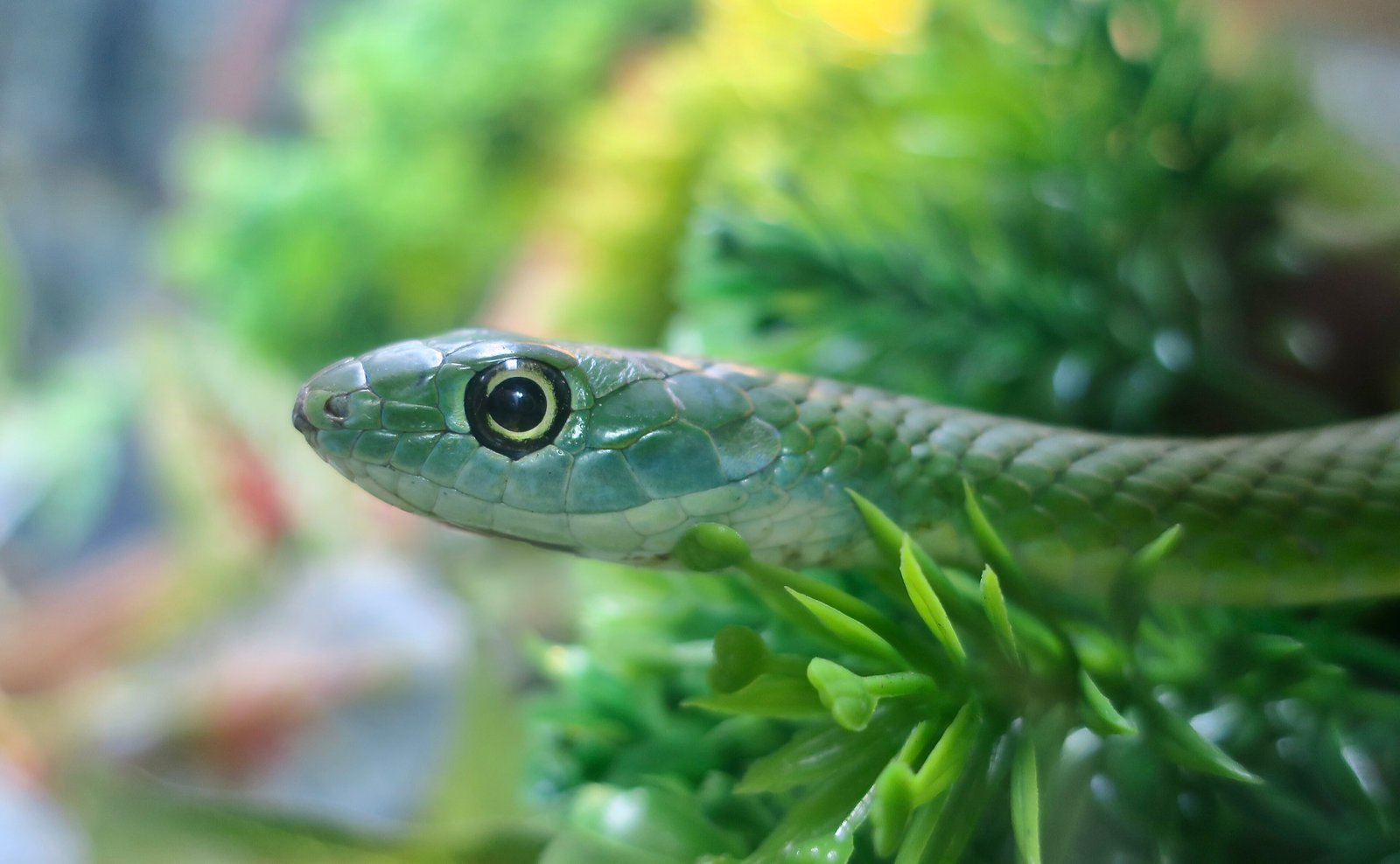 Eastern Green Snake
